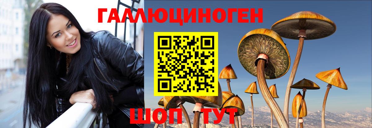 где купить наркоту  Псилоцибиновые грибы мухоморы  Вход с VPN  Буйнакск 